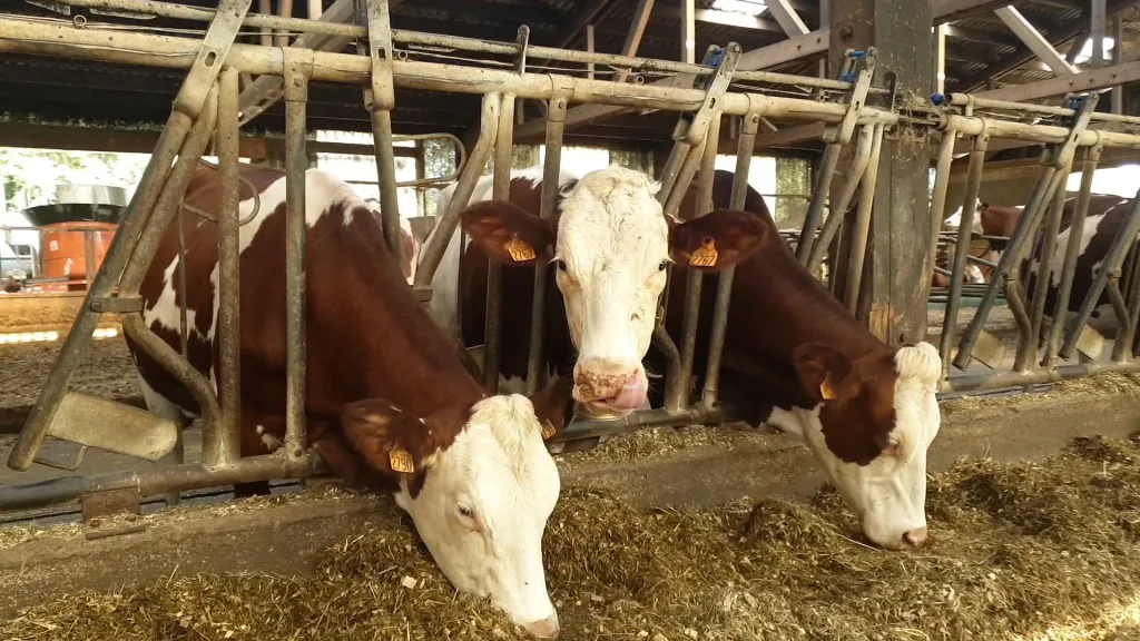 Vaches BERGERONNETTE 1