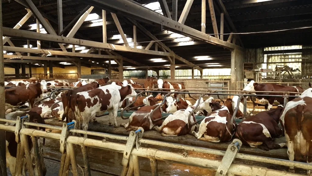 Vaches BERGERONNETTE 2