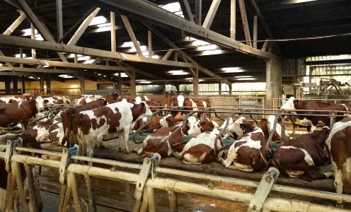 Producteurs locaux